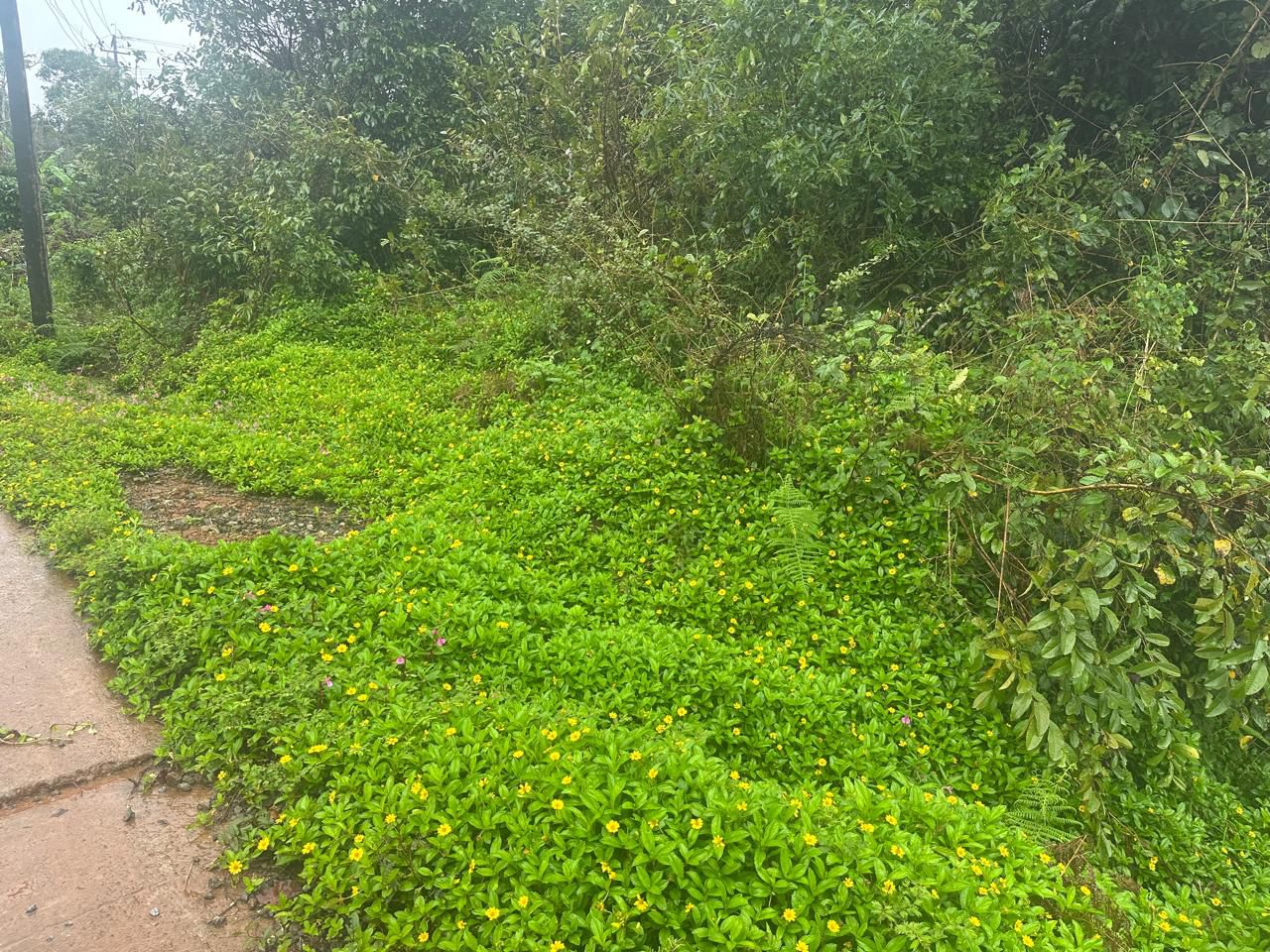 20 Gunta Land for Sale – Mudigere, Chikkamagaluru District